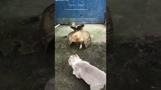 Funny Chicken VS Dog Combat -  Funny Chicken Dog Fight Videos #shorts  #short