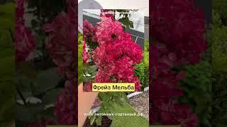 Гортензия метельчатая Фрайз Мельба (Fraise Melba) клубничное мороженое️️️