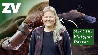 Meet the Platypus Doctor | Understanding Australia’s most secretive animal.