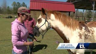 Chilton Co. man arrested for drive-by shooting of 2 horses