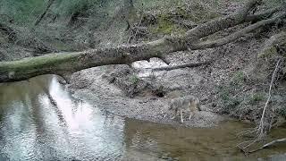 Latest Trail Cam Video - Log at the Creek - Jan - March 2024