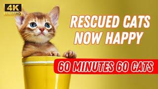 Relax with 60 rescued cats at 1001 Paws Animal Shelter [4K]