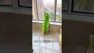 What's that baby dinosaur looking at?  #shorts #reels