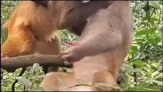 Viral mesum di hutan