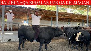 HALI BUNAQA ABERDEEN ANGUS BUQALAR KELMAGAN N_1 ANGUS BUQALAR KELDI TONNALIK BUQALAR