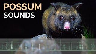 Possum Calls & Sounds - Common Brushtail Possums growling, grunting and squabbling at night