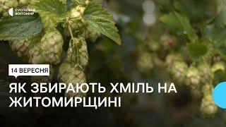 Як вирощують, збирають та переробляють хміль на Житомирщині