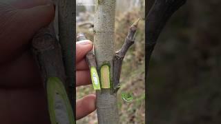 Easy skill grafting technique fruit tree #grafting #skills
