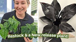 Unboxing Plants for my small NZ house plant business.