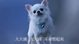 吉娃娃歌　奇瓦瓦　Chihuahua　チワワの歌　歌：江宇雯　 訳：張慧嫺　MUSIC BY SHOICHI YABUTA　作曲：薮田翔一