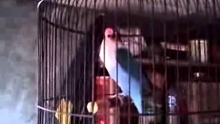 Lovebird biru juara