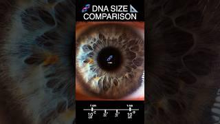 DNA Size Comparison 3D 