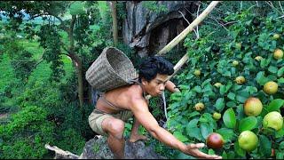 survival in Beautiful forest area - Rich Fruits at up the hill