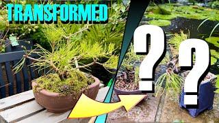 Epic Bonsai Makeover: Ugly Mugo Pine to Tiny Twin Beauties