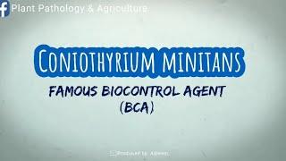 Coniothyrium minitans kills fungal diseases | Good biocontrol agents