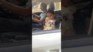 ELLIE Ghar Ja Rahi Hai.. But WHY  So Cute⁉️#shorts#youtubeshorts#minivlog