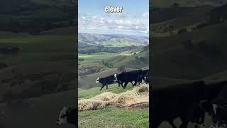 Feeding Cows Using Gravity (@laymearainbow)