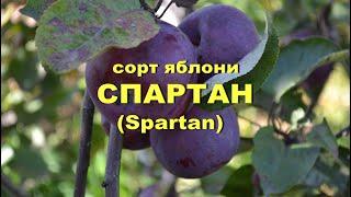 Сорт яблони Спартан (Spartan)