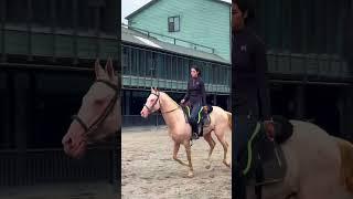 Ladies Horse is riding horse very cute -HanaKo Horse®