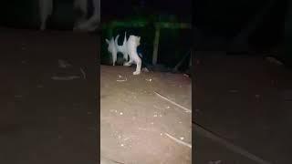 menghebohkan dunia mata kucing bercahaya sangat dahsyat