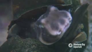 Horn Shark Happily Hatching!