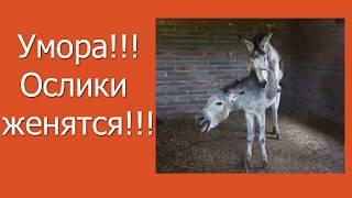 РЖУНИМАГУ! Ослики Спаривание | Funny Video. Donkeys Mating