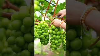 Beautiful Nature with Rural Life - Harvest juicy and sweet bunches of grapes