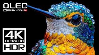 The Coolest Video 4K 120 FPS HDR Dolby Vision - 4K Video ULTRA HD