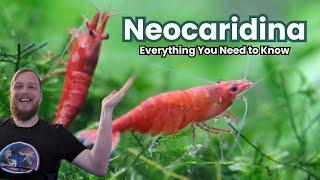 Neocaridina Shrimp - Everything You Need to Know