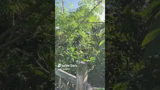 EatYourBackYard Food Forest with His Original "Hunnitap" Music playing in the Background