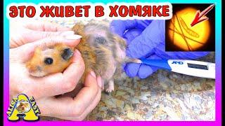 ВЕЗЕМ КРЫСУ И ХОМЯКА К РОТОЛОГУ / ЧТО ЖИВЕТ В ХОМКИ ИЗЮМЧИКЕ / Alisa Easy Pets