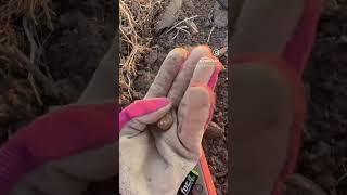 OLD BULLET ️ #detectorlady #metaldetecting #metaldetector #xpmetaldetectors #metalldetecting