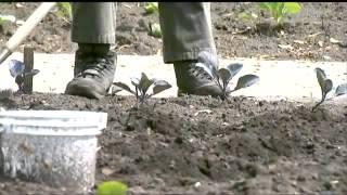 City of Green Bay vs. garden