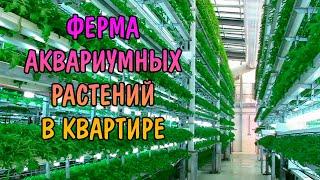 ФЕРМА АКВАРИУМНЫХ РАСТЕНИЙ В КВАРТИРЕ