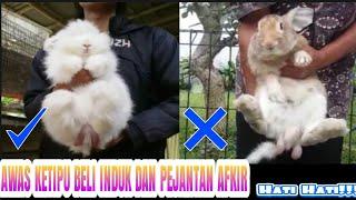 Tips Memilih Induk Kelinci Betina dan Jantan - Ternak Kelinci