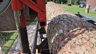 How much lumber does this log have in it?? Sawmilling pine two by fours and more...