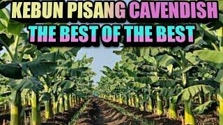 Budidaya Kebun pisang cavendish Modern