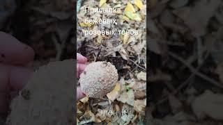 ВКУСНЫЙ  ГРИБ -ДЕЛИКАТЕС   (Amanita rubescens) #элен_ку