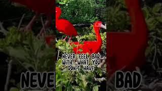 CAT TV PH-Relaxing Music, (red bird very cute#red#birds