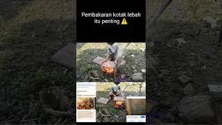 Pembakaran kotak lebah itu penting ️#zovdenganhobbynya #Lebah#varroa#tungau