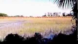 RTJ Palmetto Dunes Resort: The Golf Travel Guru T.V.