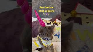 Silly Mila’s 1st Birthday Party#dog #cutedog #chihuahua #shorts  #dogbirthday