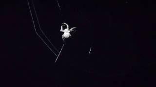 ночной паук в плетении паутины - Night spider weaving a web