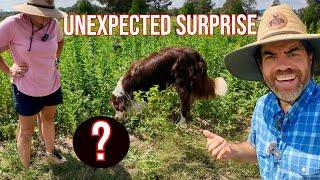 You Won't Believe What Our Dog Found In The Garden!