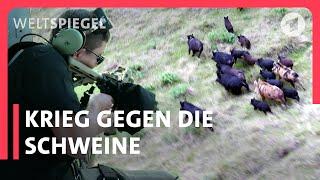 Wildschweinjagd extrem - aus dem Helikopter | Weltspiegel