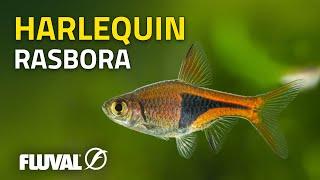 Species Spotlight | Harlequin Rasbora