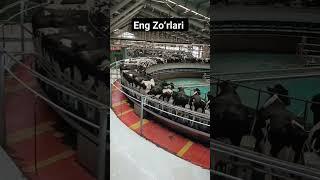 eng Zoʻrlari #shorts #viral #shortvideo #funny