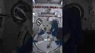 How Different Animals React to Zero Gravity  #frog #dog #cat #mice #pigeons #animals