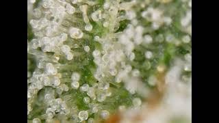 Trichomes : is this the cloudy stage ?