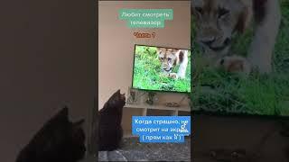 Кот Рекс. Смотрит телевизор . Часть 1